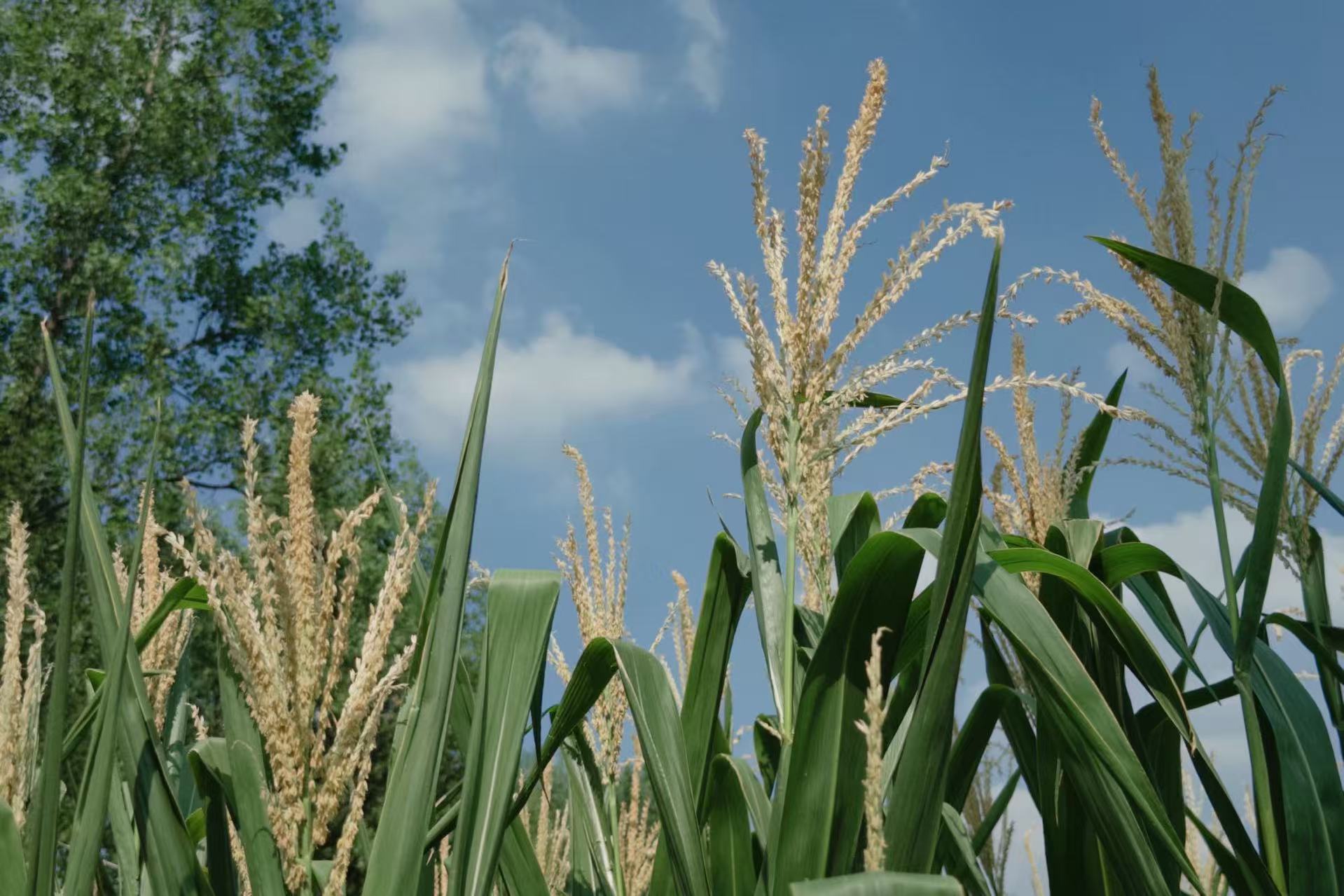 河南驻马店：38天干旱后盼来甘霖，农民的忧与盼